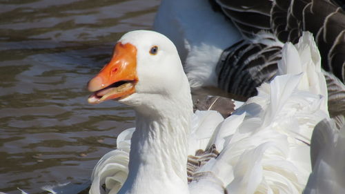 Close-up of duck swimming in lake