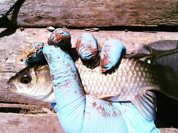 High angle view of fish on wood