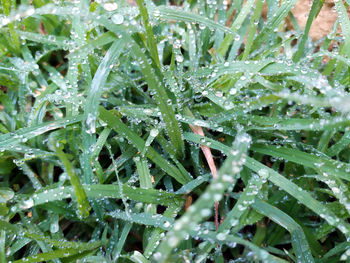 Close-up of wet leaves on rainy day