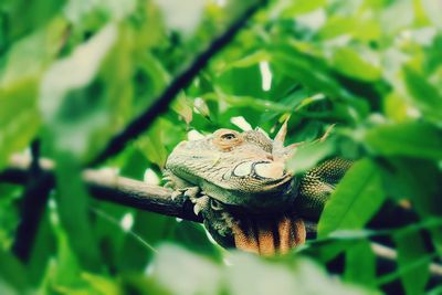 Low angle view of lizard on tree