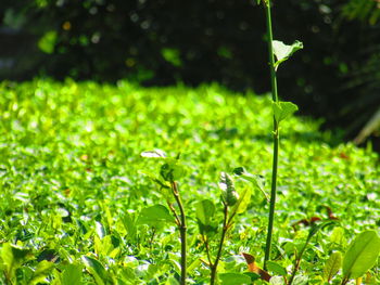 Close-up of flowers in field