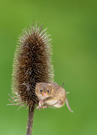 Close-up of caterpillar on thistle