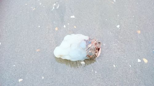 High angle view of crab on sand