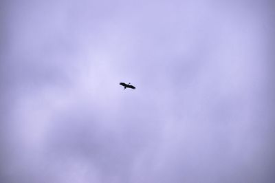Low angle view of bird flying in sky