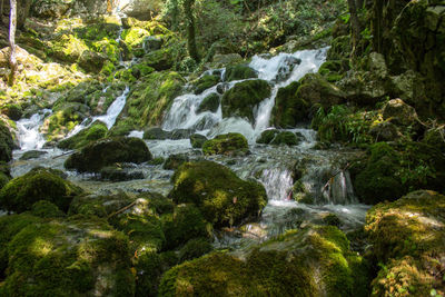 Scenic view of waterfall in forest