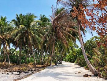 Palm trees by road against sky