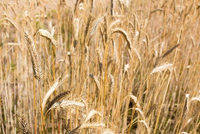 Wonderful field of yellow wheat ears ready to be harvested in summer