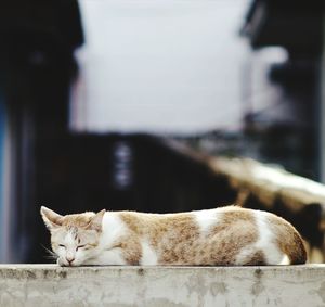 Cat sleeping