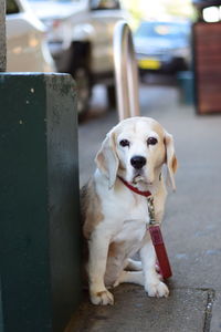 Portrait of dog sitting outdoors