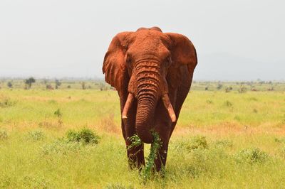 Elephant in a field