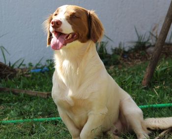 Dog looking away while sitting on field