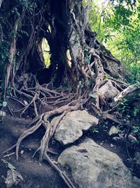 Tree roots in forest