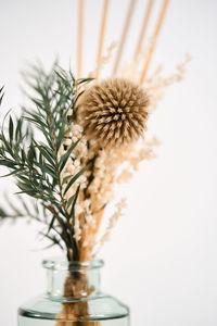 Close-up of plant against white background