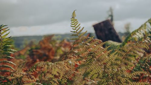 Close-up of pine tree