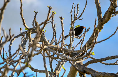 Low angle view of bird perching on branch against sky