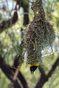 Close-up of caterpillar in nest