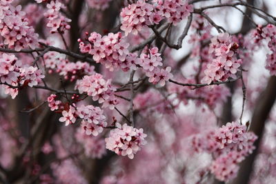 Beautiful cherry blossoms 