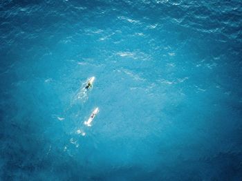 High angle view of jellyfish swimming in sea