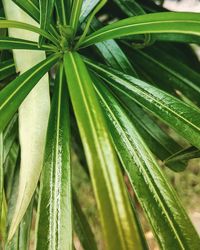 Close-up of wet plant