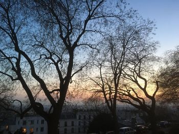 Silhouette of bare trees at sunset