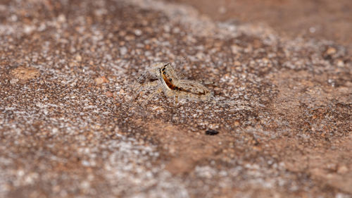 Close-up of lizard on land