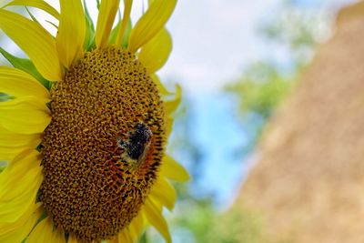 Close-up of honey bee on sunflower