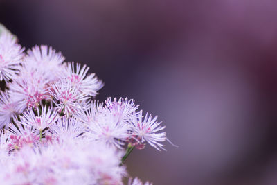 Close-up of fresh purple flowers