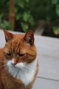 Close-up of a cat looking away