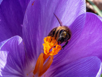 Close-up of bee on crocus blossom