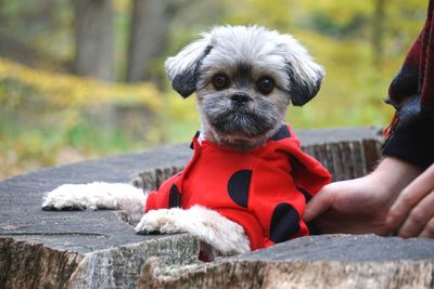 Close-up of dog