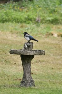 Bird perching on a wood