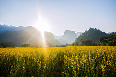 Scenic view of field against sky