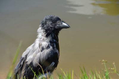 Close-up of bird on grass