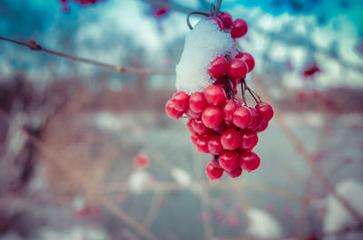 Close-up of red flowers against blurred background