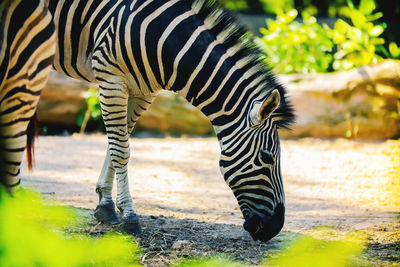 View of zebra grazing in zoo