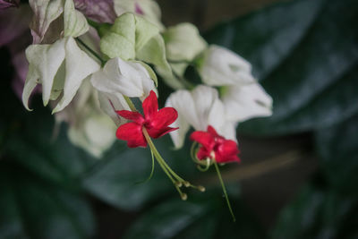 Close-up of pink flowers blooming outdoors