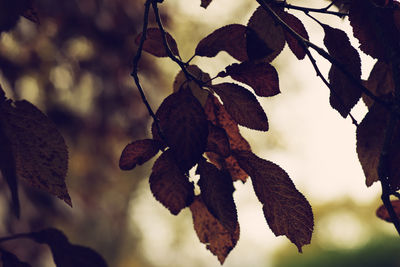 Close-up of dry leaves on branch