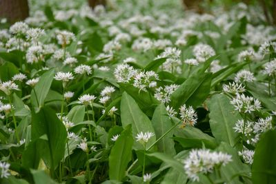 Close-up of white flowering plant