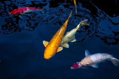 High angle view of koi fish in water