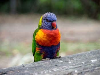 Close-up of parrot perching on wood