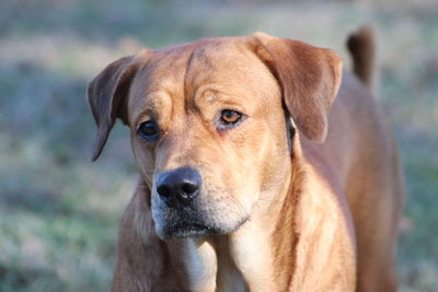 Close-up portrait of dog looking away