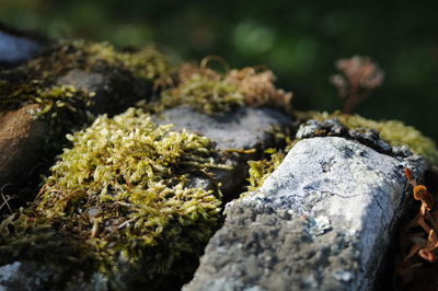 Close-up of moss on rock