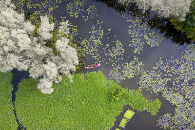 High angle view of flowering plant on field