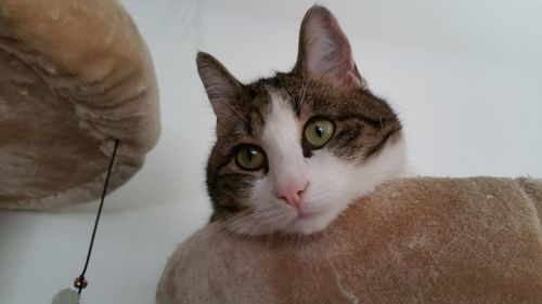 Close-up portrait of cat sitting at home