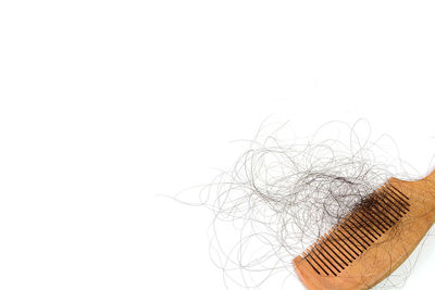 Close-up of plant against white background