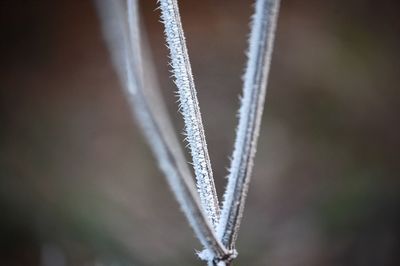 Close-up of vapor trail