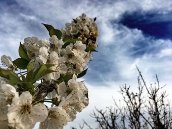 Low angle view of tree against cloudy sky