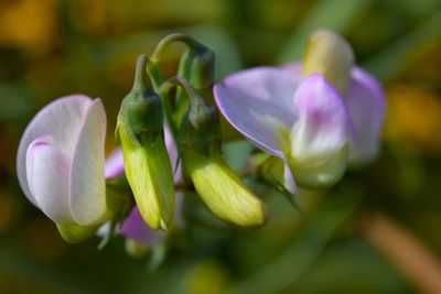 Close-up of purple flowering plant