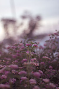 Close-up of pink flowering plant