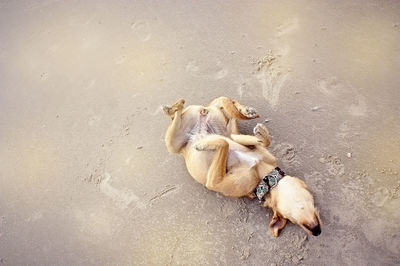 High angle view of dog resting on sand